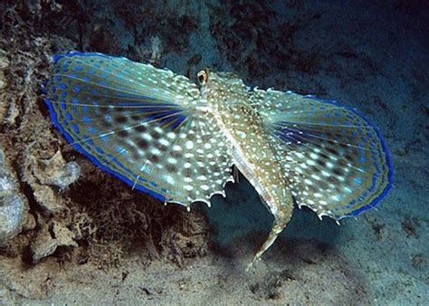 18 Of The Most Mysterious Sea Creatures In Existence Inspiremore