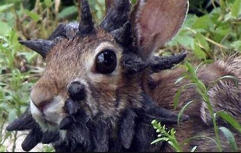 The Shope Papilloma Virus Causes Rabbits To Grow Horns From Their Head And Ears R