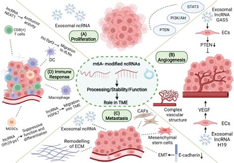 Role Of M6a Modification And Ncrnas In Tme M6a Related Ncrnas Are