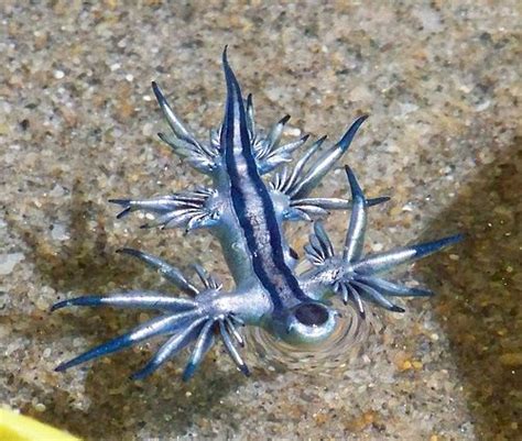 Blue Dragon Slug In Sw Aquarium Glaucus Atlanticus Blue Sea Slug