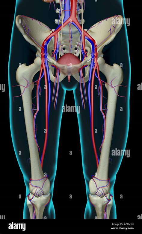 The Bones And Blood Vessels Of The Lower Body Stock Photo Alamy