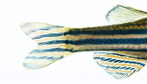 Great Facts Algorithm For Fish Stripes Clarifies Patterns In Nature