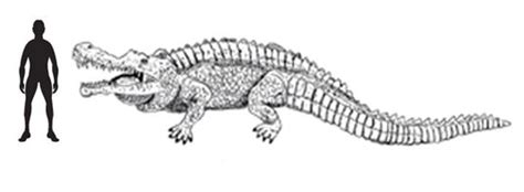 A Giant Crocodile From The Mesozoic Sarcosuchus Prehistoric Animals