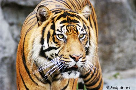 Seelöwe leopard jaguar felidae, löwen löwen, selektiv von löwen, tier, tiere. Indochinesischer Tiger - Tier-fotos.eu