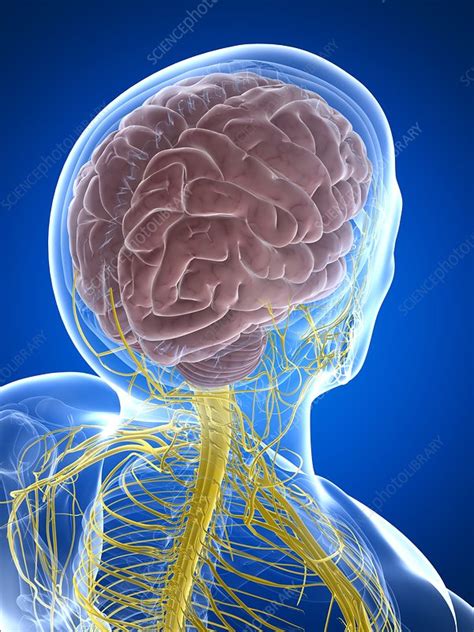 Select from premium central nervous system images of the highest quality. Nervous system, artwork - Stock Image - F005/6432 ...