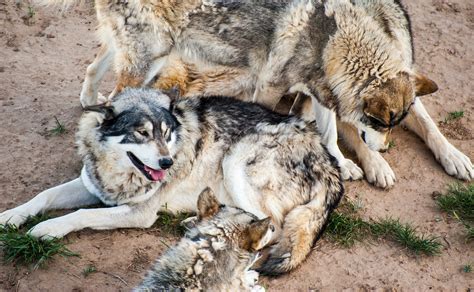 Filegrey Wolves At Wild Animal Sanctuary