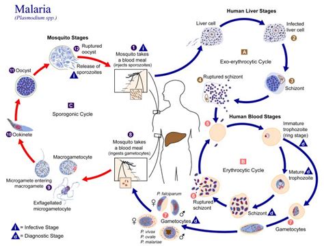 Bacteria and parasites can often be killed with antibiotics. Difference Between Definitive Host and Intermediate Host ...