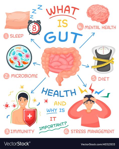 Gut Health Medical Infographics Set Care Vector Image