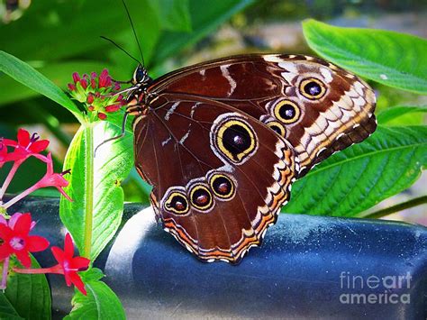 Butterfly Photograph By Karen Fones Fine Art America