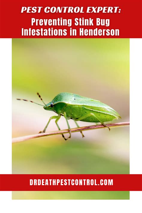 Stink bugs have become a growing problem for homeowners, especially in the northeastern part of the united states. Pest Control Expert: Preventing Stink Bug Infestations in ...