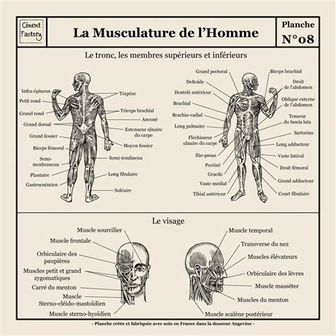 Planche Anatomie Humaine. planches anatomie humaine. poster anatomie humaine. anatomie humaine ...