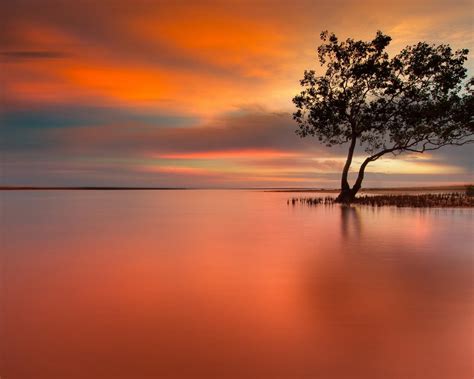 Free Download Lonely Tree In Peaceful Sunset Hd Wallpaper Wallpaper