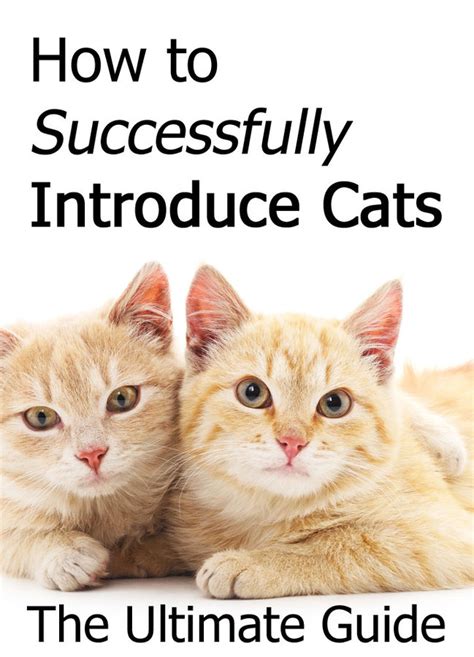 How To Successfully Introduce Cats The Ultimate Guide Thecatsite How