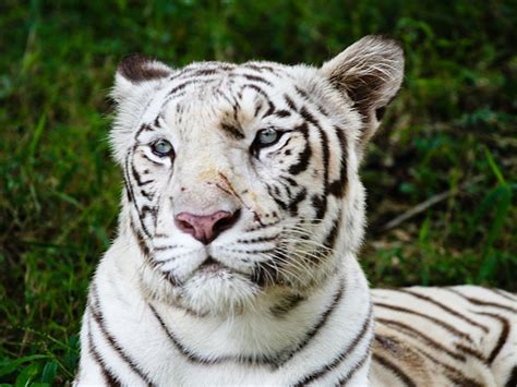 Breeding Centre For White Tigers In Rewa Conservation India