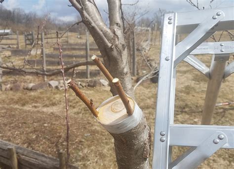 Many cultivars of fruit trees can only be reproduced through grafting to maintain the characteristics and traits of the cultivar. Bud Grafting of Fruit Trees - Philadelphia Orchard Project