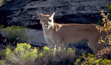 Tips To Stay Safe In Utahs Cougar Country Outdoorhub