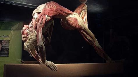 Maine Exhibit Gives Up Close Look At Human Anatomy Using