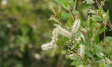 Explore The Top 12 Most Invasive Plants In Florida A Z Animals