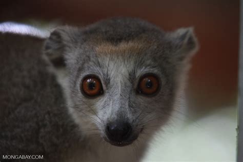 Female Crowned Lemur Eulemur Coronatus Madagascar4022