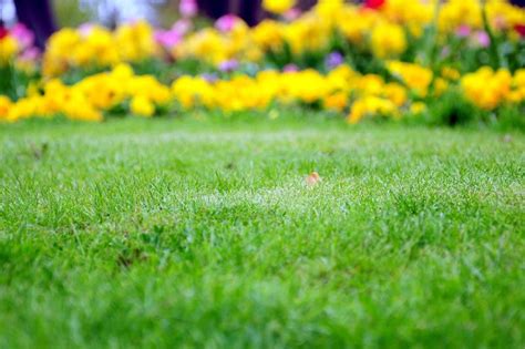 I have grown wheat grass for my cat and he loves to ignore it and chew on any plastic bags he can find. Can I Use Miracle-Gro LiquaFeed Plant Food on Grass ...