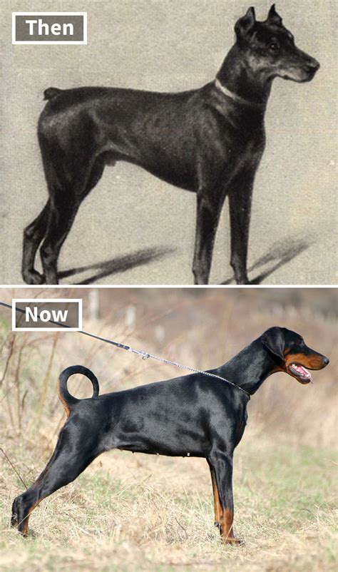 Here Are 18 Photos Showing Dog Breeds Today Vs 100 Years Ago Bored Panda