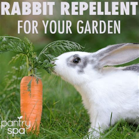How to trap a rabbit ». Deer & Rabbit Repellent Spray: DIY Natural Garden Remedies ...