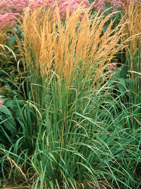 5) the bengal tiger ………. 13 Terrific Tall Grasses | HGTV