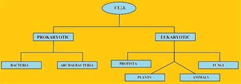Make A Mind Map On Cell Structure And Function Include All The Main