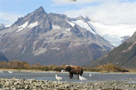 Grizzly Bears Vs Brown Bears What Is The Difference Alaska Bear