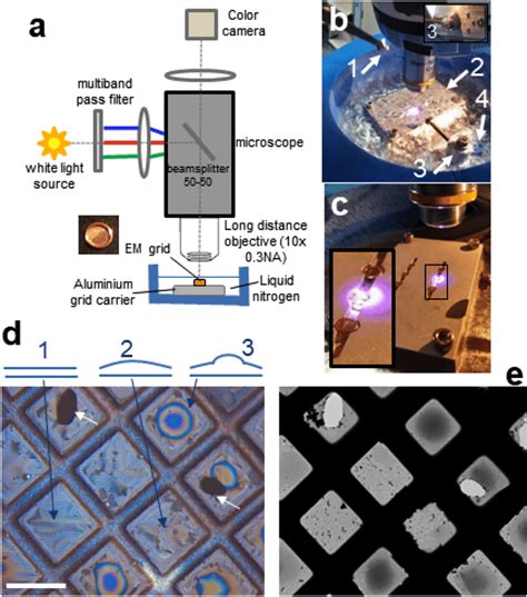 Experimental Setup For Interferometric Microscopy At Cryogenic