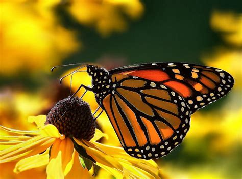 Beautiful Natural Scenery A Butterfly Perched On A Flower ~ Nature