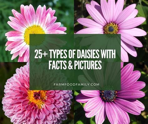 25 Popular Types Of Daisies With Names Facts And Photos