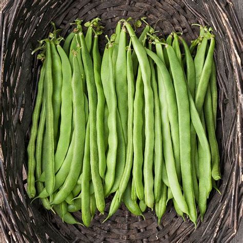 Pole beans have higher yields than pole beans require a richer soil than other beans. Kentucky Pole Bean - Paramount Seeds Inc