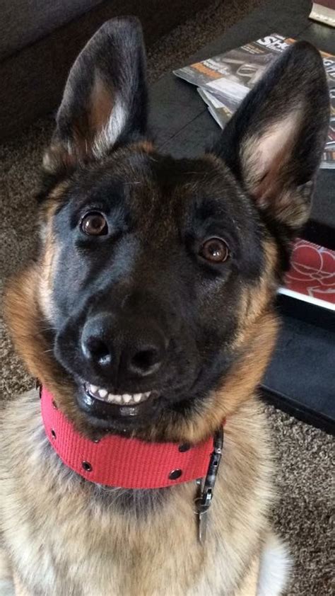 German Shepherds Do Have A Great Smile Cute Cats And Dogs Puppy