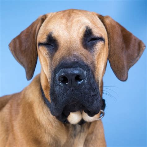 Clifford Large Male Bloodhound X Great Dane Mix Dog In