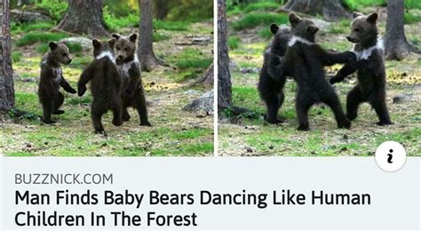 Dancing Bears Rbearsdoinghumanthings