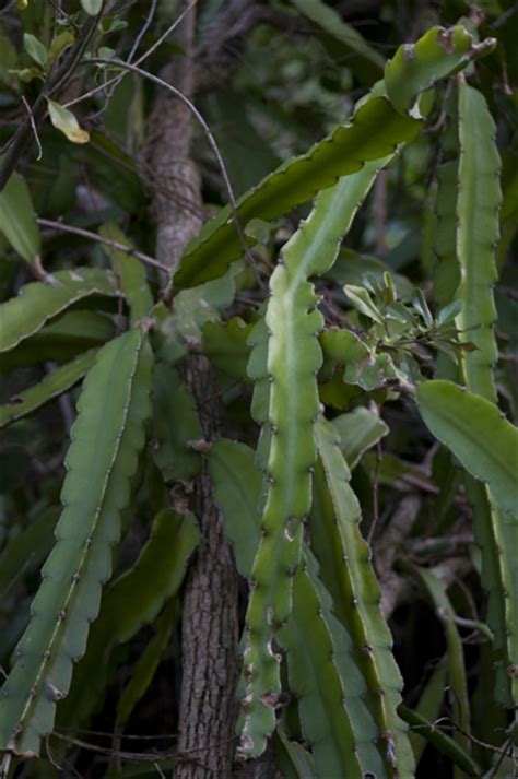 We think vine is the possible answer on this clue. Hookers Orchid Cactus Epiphyllum hookeri Sanibel Island ...