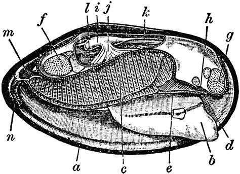 Mussel Anatomy Clipart Etc
