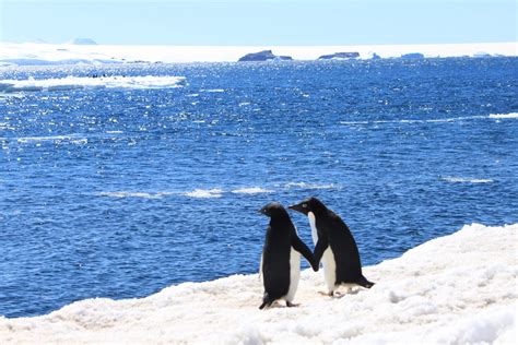 Expedition Antarktis Im Land Der Pinguine Ergo Reiseblog