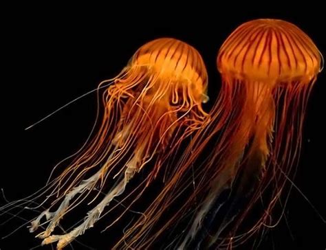 Jellyfish 15 Pics