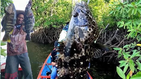 Black Bass Mangrove Jack Dll Berbagai Macam Ikan Besar Ngumpul Di