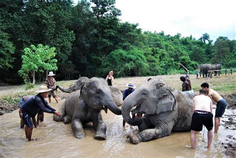 One Day Elephant Experience Chiangmai Elephant Home