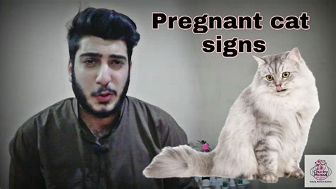 Pregnancy Test Meme Cat