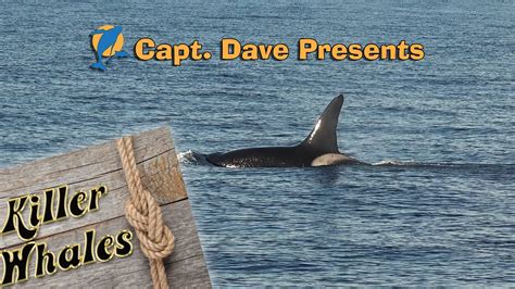 Killer whales (or orcas) are large, powerful apex predators. Killer Whales Make Rare Visit to Southern California - YouTube