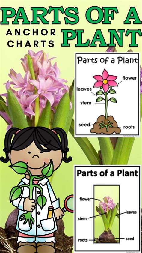 Parts Of A Plant Anchor Charts 12 Anchor Charts With Clipart And