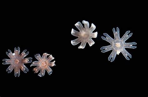 Ocean Portal — Ephyrae Young Jellyfish Freshly Sprouted From A