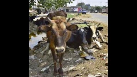 Stray Cattle Menace Up Govt Steps Up Efforts Zila Panchayats Asked To Launch Cattle Catching