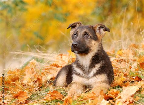 German Shephard Dog Puppy Stock Foto Adobe Stock