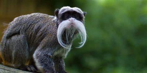 Three places with the most exotic animals