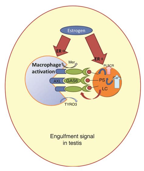 Jci Estrogen Promotes Leydig Cell Engulfment By Macrophages In Male Infertility